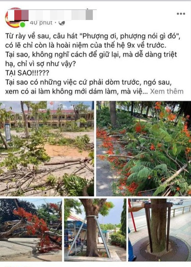 "Rồi nay sân trường vắng bóng phượng thật rồi. Chẳng còn những mùa hè với những chùm hoa đỏ rực nữa", "Thay vì đốn hạ thì có thể tìm cách để gốc phượng chắc chắn hơn mà. Chứ nhìn phượng vài chục tuổi bị chặt như vậy thấy xót quá" - Dân mạng bình luận.