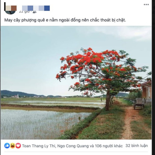 Ngoại trừ những cây phượng trong sân trường bị chặt bỏ, nhiều cây phượng khác trông trên đường vẫn được giữ nguyên. Bóng phượng vẫn còn đó, tuy nhiên thưa thớt hơn rất nhiều. Mời quý độc giả xem thêm clip: CÓ NÊN CHẶT HẠ CÁC CÂY PHƯỢNG TRONG KHUÔN VIÊN TRƯỜNG HỌC? - Nguồn: Youtube