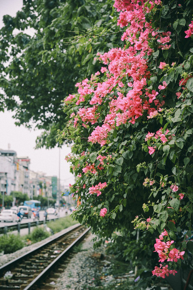 Phía tường bên trái căn nhà, giàn hoa phủ kín xuống đường ray. Lưu ý là chụp ảnh tại đây thì luôn phải chú ý, cảnh giác hiệu lệnh của tàu hoả và các phương tiện khác.