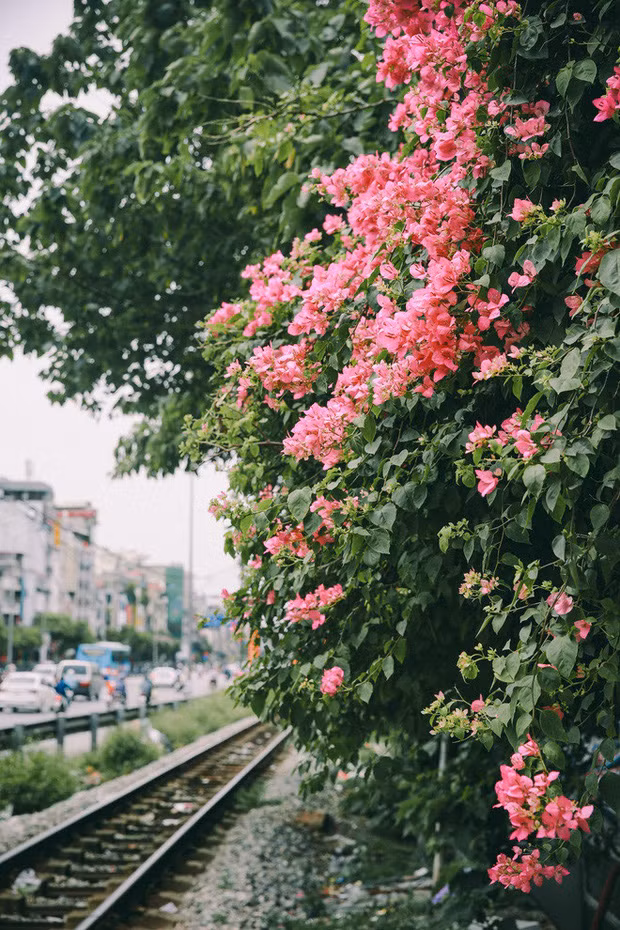 Phía tường bên trái căn nhà, giàn hoa phủ kín xuống đường ray. Lưu ý là chụp ảnh tại đây thì luôn phải chú ý, cảnh giác hiệu lệnh của tàu hoả và các phương tiện khác.