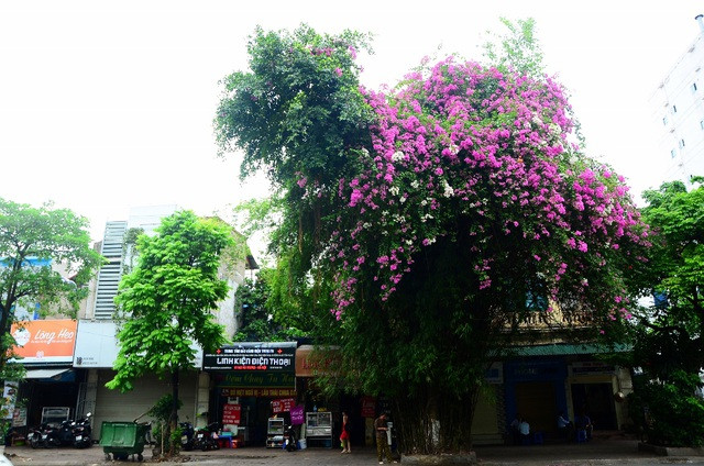 Một cây hoa giấy bung nở rực rỡ, tạo điểm nhấn ấn tượng cho con phố.