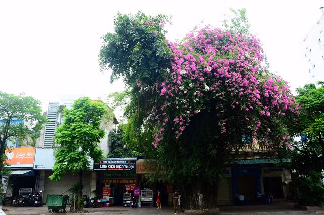 Một cây hoa giấy bung nở rực rỡ, tạo điểm nhấn ấn tượng cho con phố.