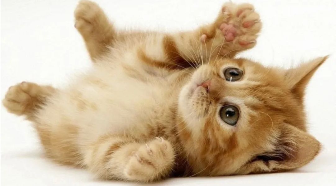 Sau tuoi 30, 3 con giap nay kinh doanh de thang lon, phat tai-Hinh-3