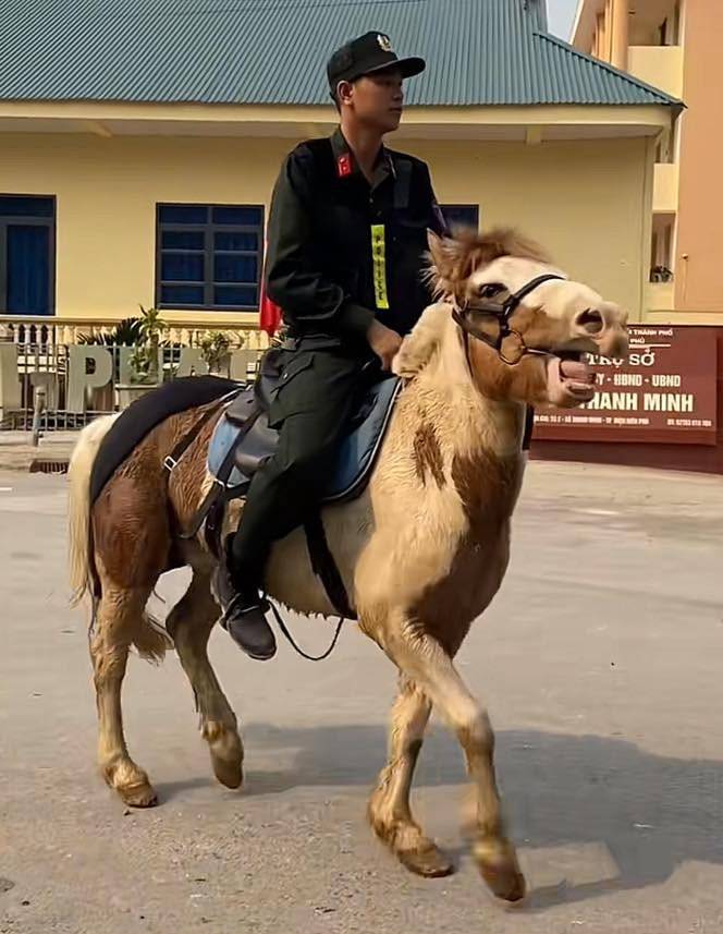 Cận cảnh chú ngựa với biểu cảm hài hước.