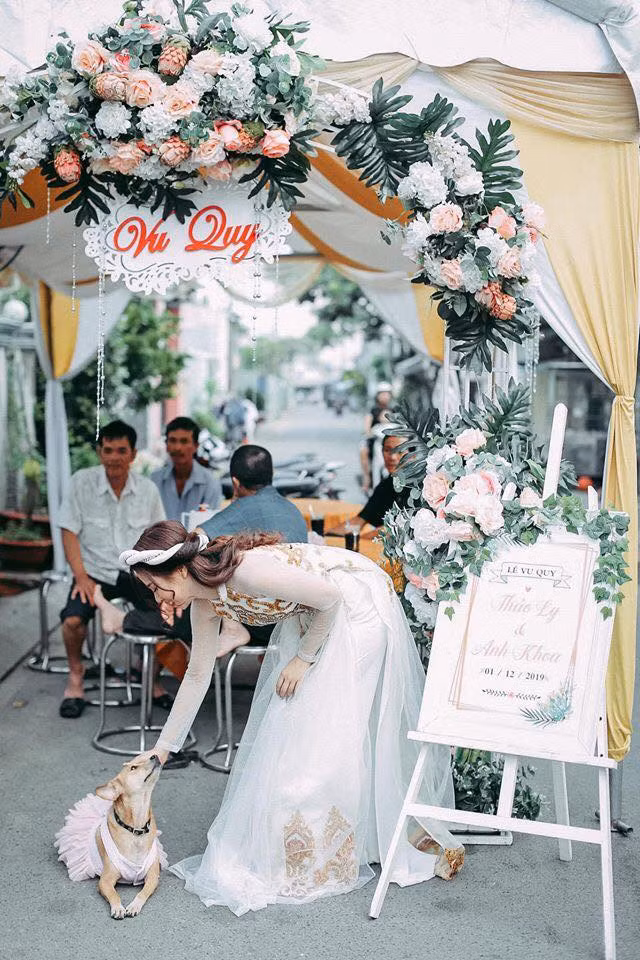 Chán hôn chú rể, "tuesday" chó lại bắt đầu làm nũng cô dâu. "Không biết con chó hay cô dâu chú rể mới là nhân vật chính của bữa tiệc nữa. Chết cười" - Facebooker H.Y bình luận.