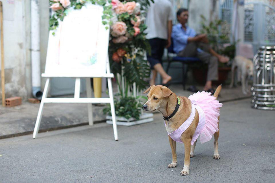 Thế nhưng mới đây, một "tuesday" mặc váy hồng vô cùng sexy đến tham dự đám cưới và vô tư hôn chú rể không những không bị ghét mà còn bất ngờ nhận được tình cảm của cộng đồng mạng vì quá đáng yêu.