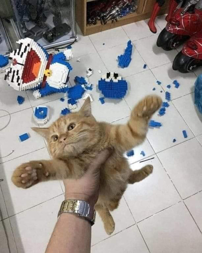 Công sức lắp ghép bao nhiêu ngày bị chiếc mèo lông lá này phá tan tành.