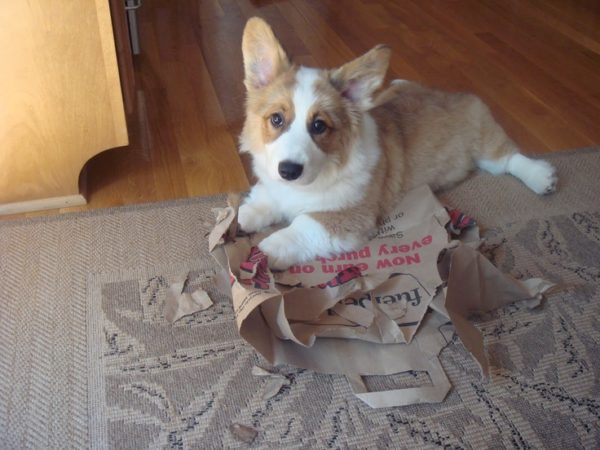 Chắc chú chó này đang đến tuổi ngứa răng nên gặm chút thôi.