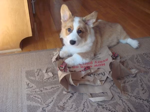 Chắc chú chó này đang đến tuổi ngứa răng nên gặm chút thôi.