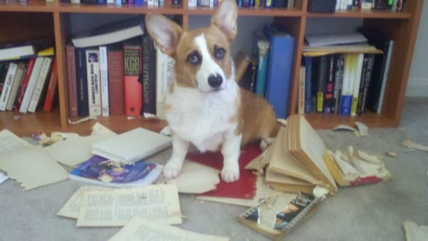 Nhìn đôi mắt không hiểu sự đời này, không biết chủ có tức giận nổi không.