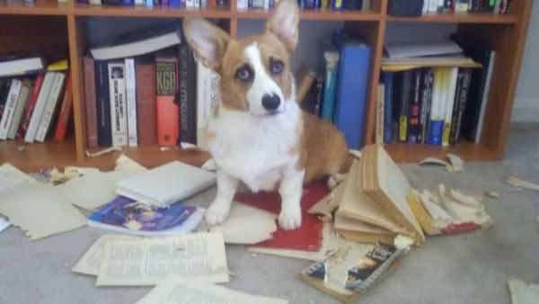 Nhìn đôi mắt không hiểu sự đời này, không biết chủ có tức giận nổi không.