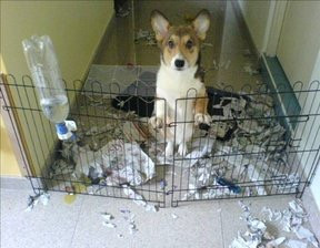 Thành quả sau 1 buổi nghịch ngợm.