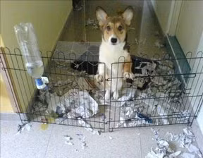 Thành quả sau 1 buổi nghịch ngợm.