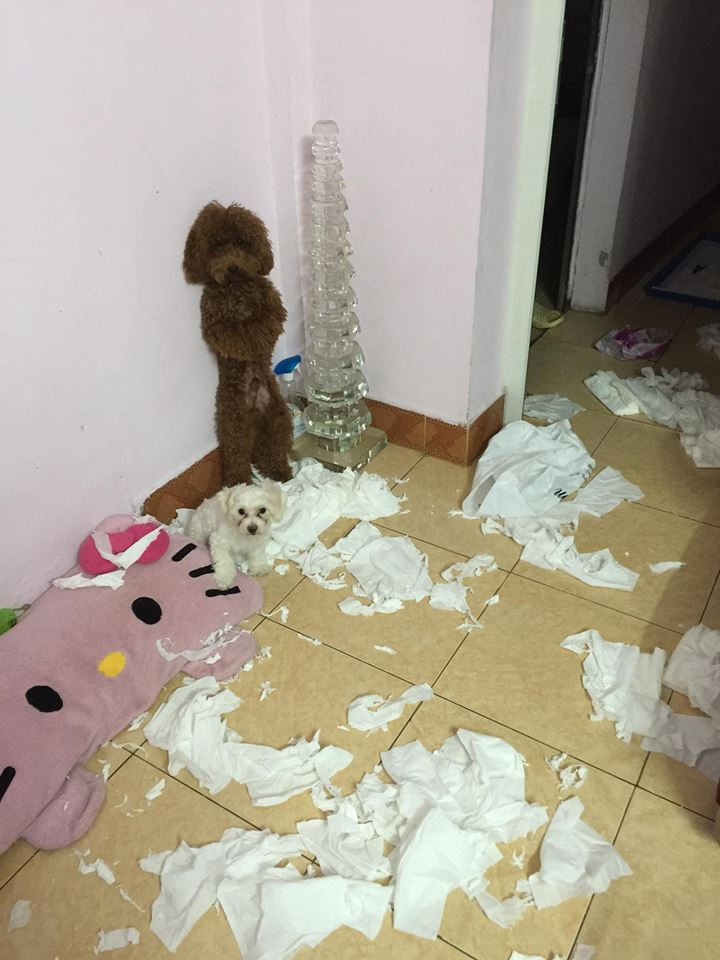 Sau 1 ngày làm việc về nhà và thấy cảnh này...