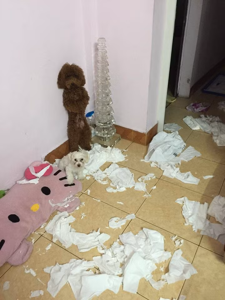 Sau 1 ngày làm việc về nhà và thấy cảnh này...