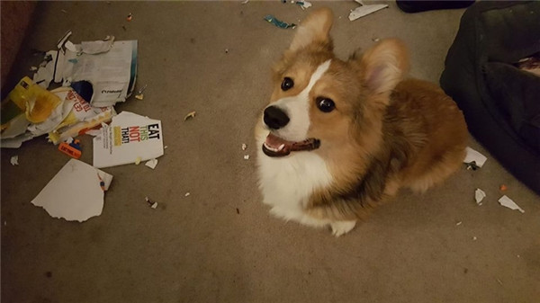 Gương mặt vô tội ấy.