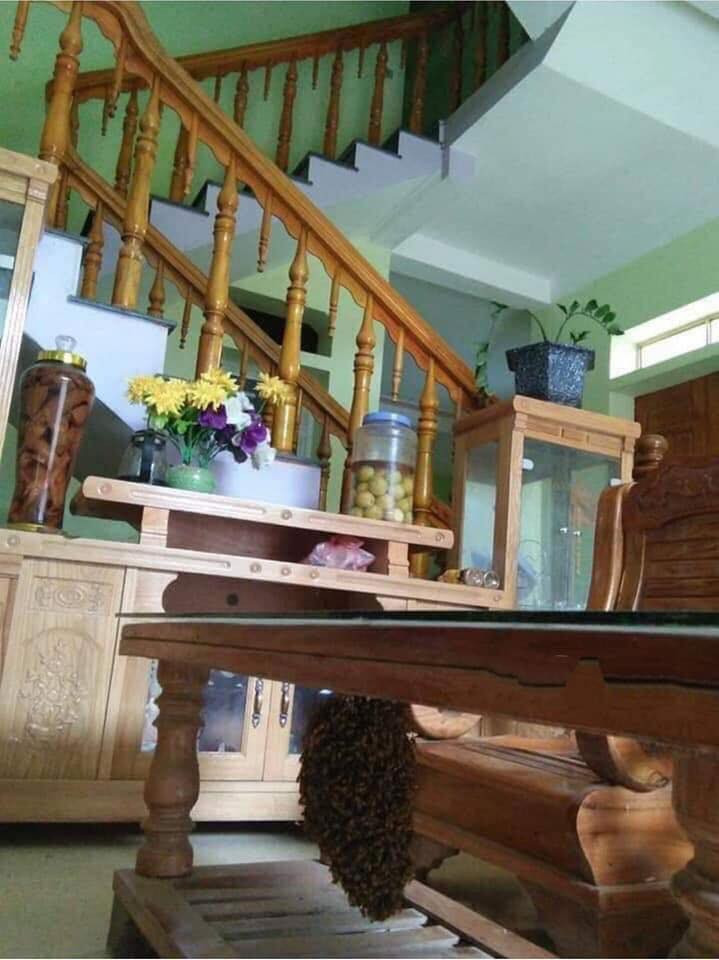 Mới đây, trên 1 diễn đàn nổi tiếng trên Facebook, 1 thanh niên đã chia sẻ về sở thích kỳ lạ của mình là nuôi ong trong phòng khách.