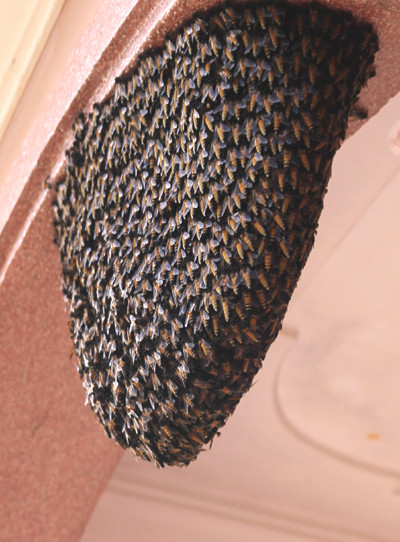 Do những câu chuyện thực hư về điềm xấu khi có ong về làm tổ trong nhà nên gia đình anh Hảo đã làm đủ mọi cách p‌há những tổ ong.