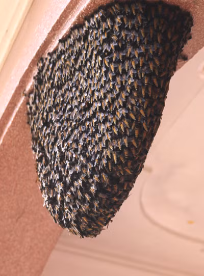 Do những câu chuyện thực hư về điềm xấu khi có ong về làm tổ trong nhà nên gia đình anh Hảo đã làm đủ mọi cách p‌há những tổ ong.