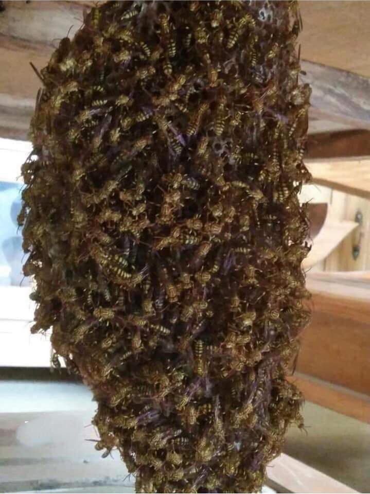 Bài đăng của chàng trai có sở thích nuôi ong trong phòng khách sau khi được chia sẻ rộng rãi đã có rất nhiều ý kiến trái chiều bàn luận. Đa phần mọi người cho rằng đây là 1 sở thích khá nguy hiểm và ít người dám thử.