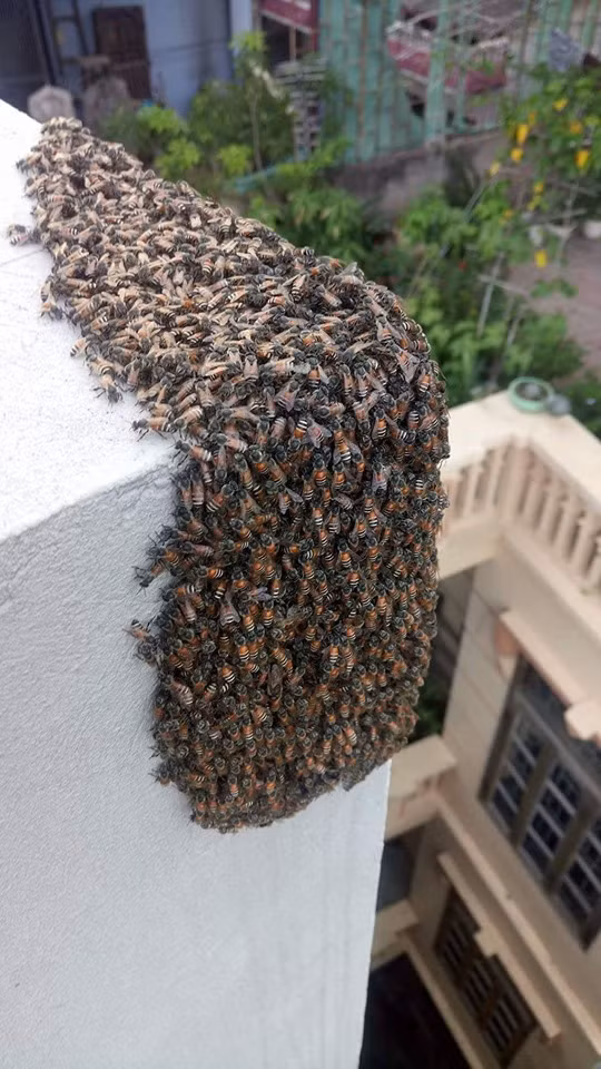 Đàn ong dù thân thiện, hiền lành nhưng cũng đã khiến chủ nhà được 1 phen "hết hồn".