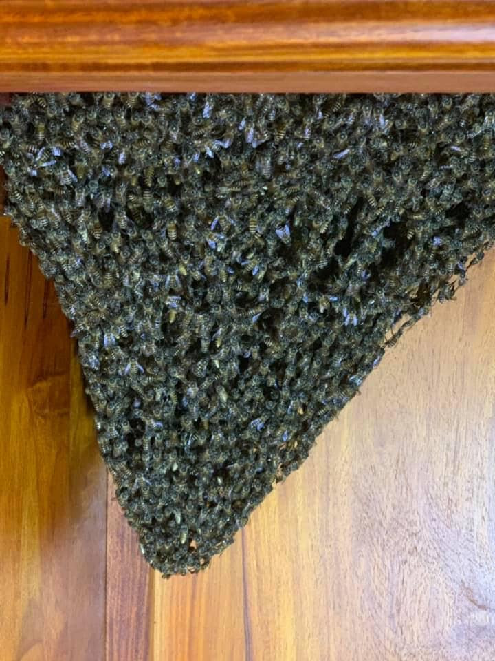 Bên dưới những bức hình được đăng tải, cư dân mạng đã chia sẻ một số hình ảnh trong nhà bất ngờ xuất hiện đàn ong bay về làm tổ.