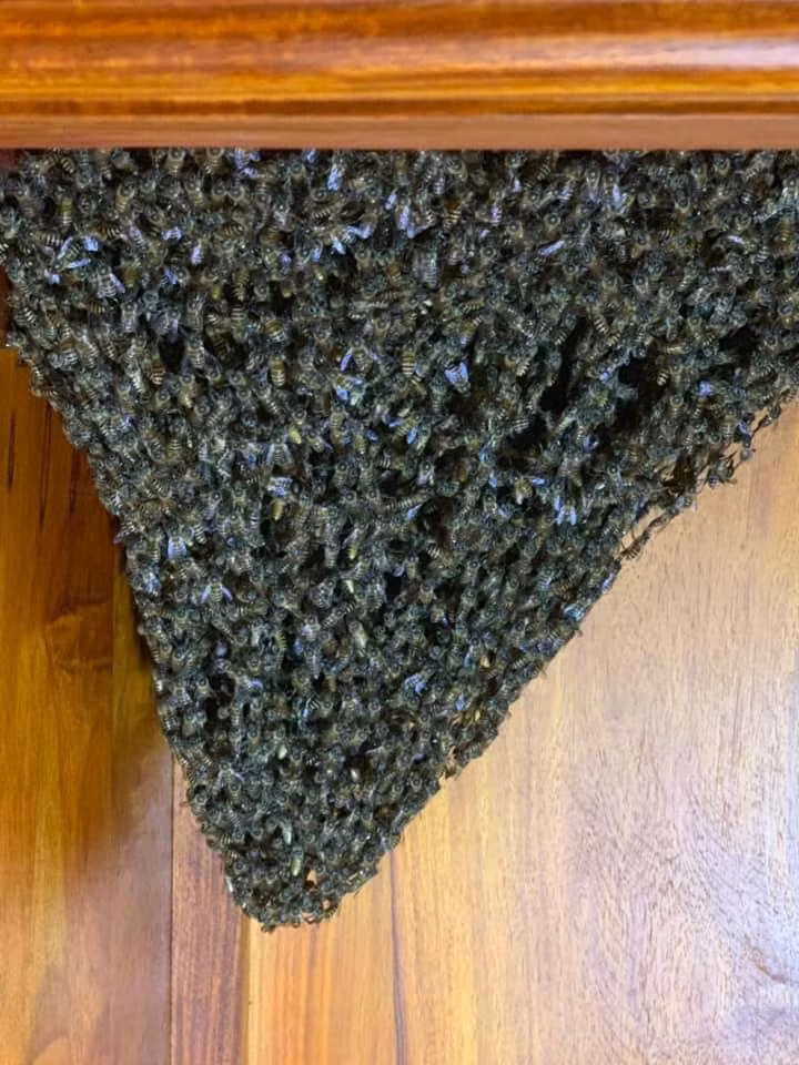 Bên dưới những bức hình được đăng tải, cư dân mạng đã chia sẻ một số hình ảnh trong nhà bất ngờ xuất hiện đàn ong bay về làm tổ.