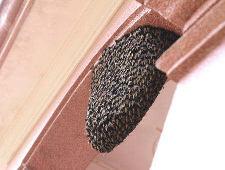 Tuy nhiên sau đó một tháng, đàn ong này lại quay trở lại làm tổ tại nhà anh Hảo khiến cả gia đình anh hoang mang, lo sợ.