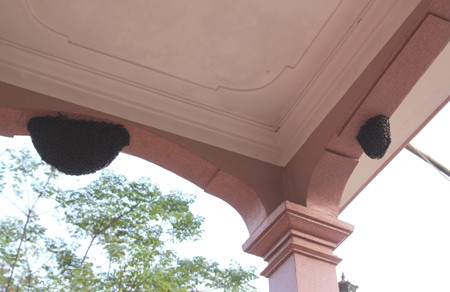 Trước đó, tại nhà anh Hoàng Văn Hảo (SN 1964, trú tại xóm 1, xí nghiệp chè Thanh Mai, xã Thanh Mai, huyện Thanh Chương, Nghệ An) đã gây sự chú ý khi có một đàn ong rừng bay về làm tổ trên trần nhà, ngay trước cửa ra vào.