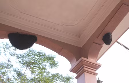 Trước đó, tại nhà anh Hoàng Văn Hảo (SN 1964, trú tại xóm 1, xí nghiệp chè Thanh Mai, xã Thanh Mai, huyện Thanh Chương, Nghệ An) đã gây sự chú ý khi có một đàn ong rừng bay về làm tổ trên trần nhà, ngay trước cửa ra vào.