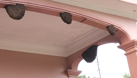 Điều đáng ngạc nhiên là những đàn ong về nhà anh Hảo làm tổ này lại tỏ ra rất hiền, thân thiện.