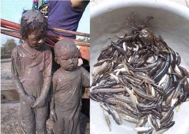 Những ngày hè dù nước ngoài đồng nóng như được đun nhưng nhiều bạn trẻ hồi đó vẫn lăn lội, ngụp bùn để bắt những con tôm, con tép về cùng nhau ăn.