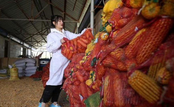 Hơn thế nữa, những vất vả trong chăn nuôi giúp Chí Viễn từ một cô gái yếu đuối, mỏng manh trở nên mạnh mẽ, không ngại bất kỳ việc gì.