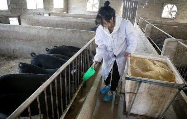 Tốt nghiệp một trường đại học danh tiếng nhưng Chí Viễn lại quyết định trở về quê nuôi 2000 con lợn, phụ giúp bố mẹ sau khi tốt nghiệp. Quyết định của cô nàng bị nhiều bạn bè, người thân phản đối vì cho rằng lãng phí tài năng.