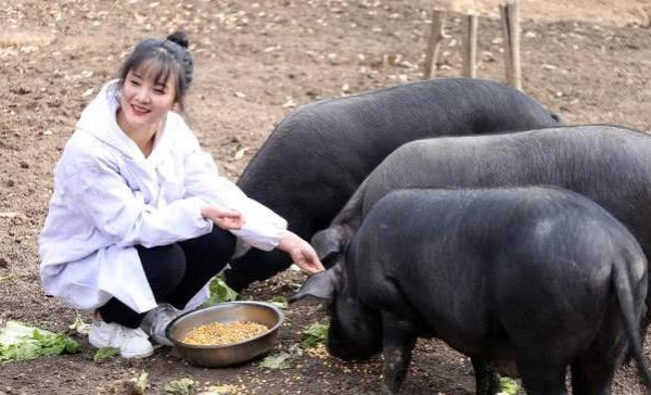 Sau nhiều năm chăm sóc, đàn lợn sinh lời đáng kể, cô nàng Chí Viễn cũng ngày càng thêm yêu công việc chăn nuôi của mình.