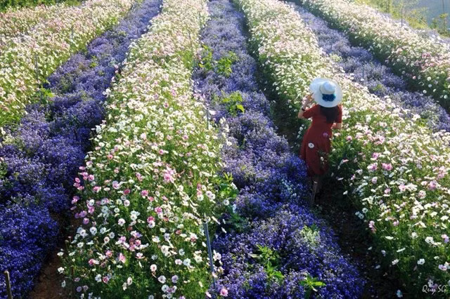 Những bức hình sống ảo với phông nền là cánh đồng hoa lavender của F cafe được giới trẻ đăng tải nhiều trên MXH.