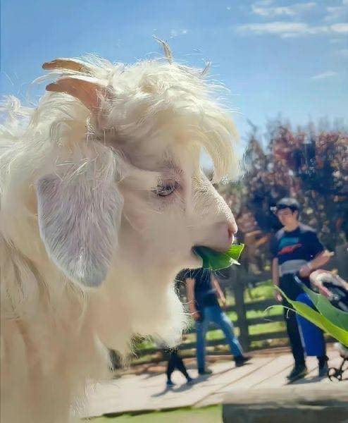 Nhiều người còn bình luận: "Đã là dê thì xin đừng đẹp trai", "mệnh danh là dê đẹp nhất thế giới cũng không sai".