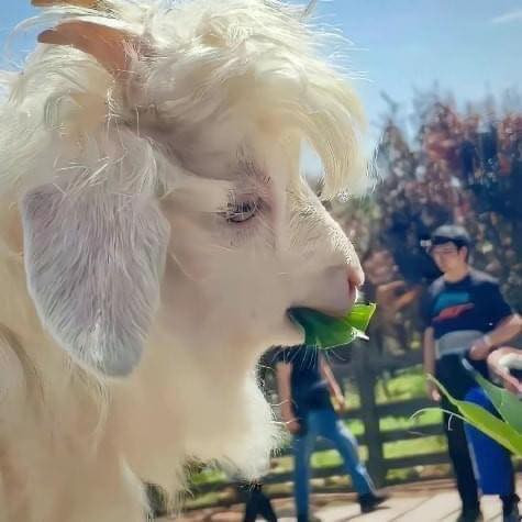 Đôi mắt hờ hững của chú dê khi đang ăn cực "slay" khiến những người yêu mến động vật mê mẩn.