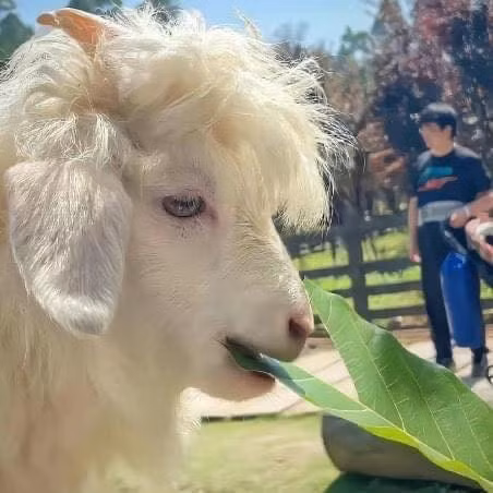 "Mái tóc" phong trần với đôi mắt đượm buồn, chỉ là ăn thôi mà cũng rất thần thái.