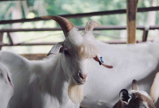 Chủ sở hữu của Ramos, anh Ahmad M Fadzir, 21 tuổi cho biết, chú dê đẹp trai Ramos rất thích được chụp ảnh và sẽ tạo dáng cực bảnh mỗi khi nhìn thấy máy ảnh. "Đó là những gì các ngôi sao thường làm", anh Ahmad nói.