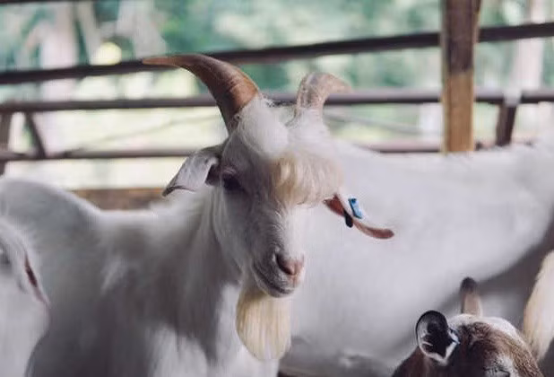 Chủ sở hữu của Ramos, anh Ahmad M Fadzir, 21 tuổi cho biết, chú dê đẹp trai Ramos rất thích được chụp ảnh và sẽ tạo dáng cực bảnh mỗi khi nhìn thấy máy ảnh. "Đó là những gì các ngôi sao thường làm", anh Ahmad nói.