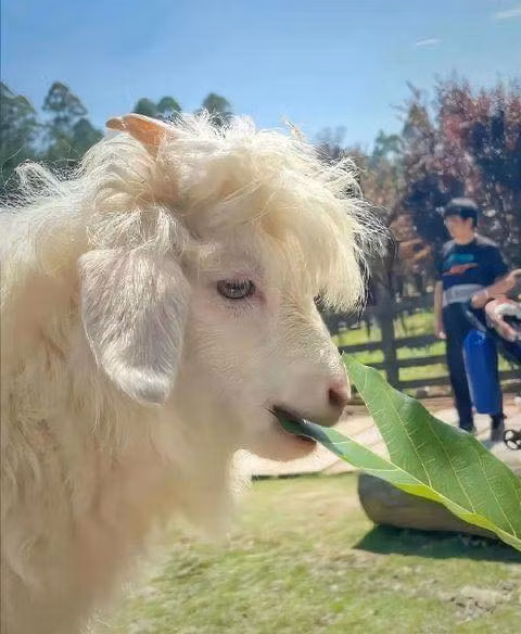Với bộ lông trắng muốt, thần thái và khí chất ngút ngàn, hình ảnh chú dê này khi được lan truyền trên mạng xã hội đã khiến nhiều người trầm trồ.