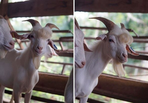 Chú dê này thuộc giống Saanen. "Dê Saanen không dễ nuôi vì chúng cần được chăm sóc, cho ăn đúng cách, kèm theo đó là phải được sống trong môi trường khỏe mạnh" - chủ chú dê này chia sẻ.