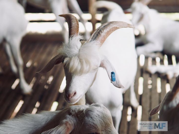 Trước đó, chú dê Ramos cũng từng trở thành 'hiện tượng mạng' tại Malaysia sau khi chủ nhân đăng tải hình ảnh siêu cấp đẹp trai trong bộ tóc vàng óng ánh cùng chòm râu suôn mượt cực kỳ đáng yêu của chú lên mạng xã hội.