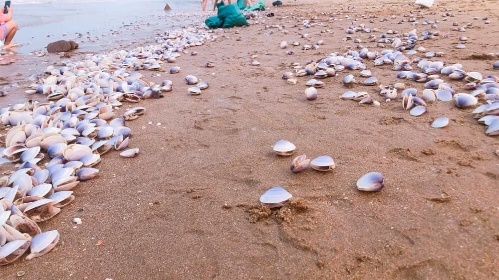Số lượng ngao rất nhiều và tập trung trải dài trong khoảng 600m.