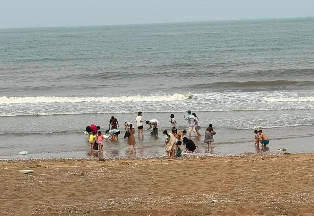 Ngao tím được nhiều người ưa chuộng vì ngao to, thịt ngao ăn rất ngon ngọt lại rất dễ chế biến, thịt ngao vừa ngọt, vừa thơm.