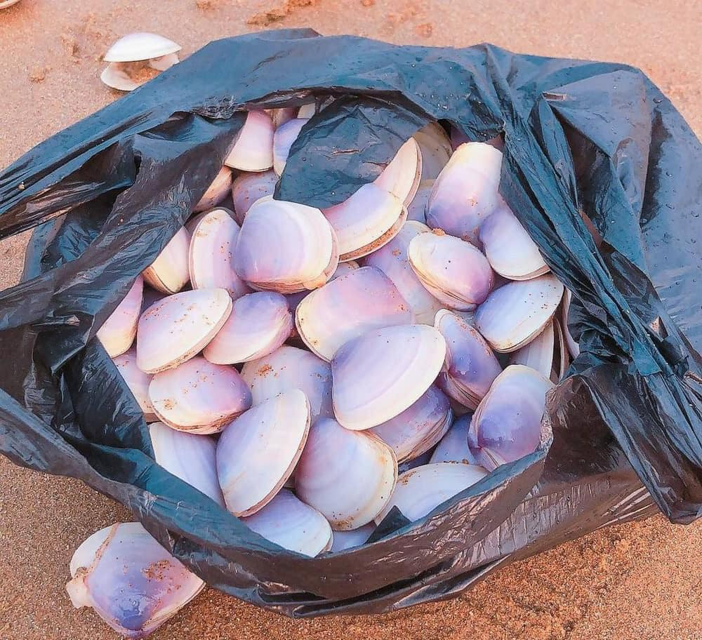 Vào thời điểm này, khi phát hiện sự việc, nhiều người dân ở các địa phương khác đang đến tham quan, tắm biển Thạch Hải và người dân ở xã Thạch Hải đã nhanh chóng mang theo các túi ni lông, bao tải, xô chậu, rổ nhựa, làn nhựa, các dụng cụ khác đổ xô ra dọc bờ biển nhặt số ngao tím còn sống để đưa về sử dụng hoặc cho tặng..