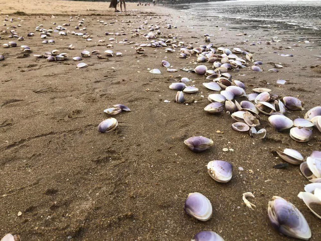 Những con ngao mập mạp nằm la liệt bên bờ biển.