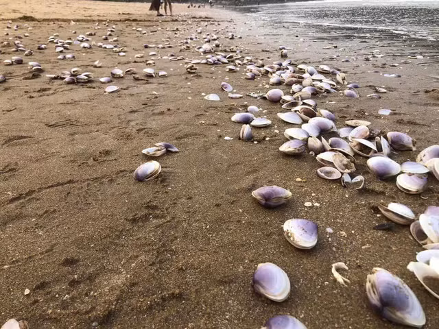 Những con ngao mập mạp nằm la liệt bên bờ biển.