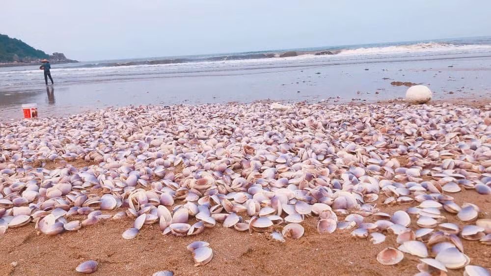 Vào khoảng từ 15h ngày 7/4, người dân phát hiện ngao tím bị sóng biển mạnh đánh trôi dạt vào khu vực dọc bờ biển thôn Bắc Hải, trải dài khoảng 600m. Ước tính số lượng ngao lên đến khoảng 5-7 tấn, đa số còn sống.
